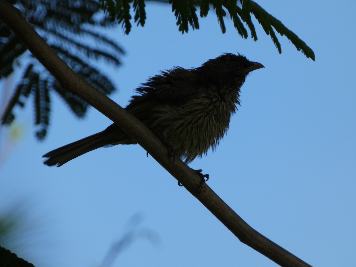 Palmchat - ML637974749
