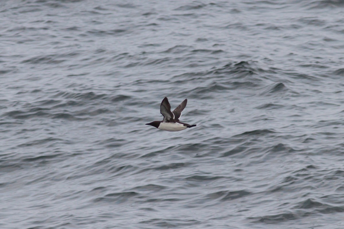 Common Murre - ML637974776