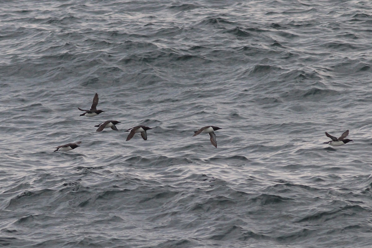 Common Murre - ML637974777