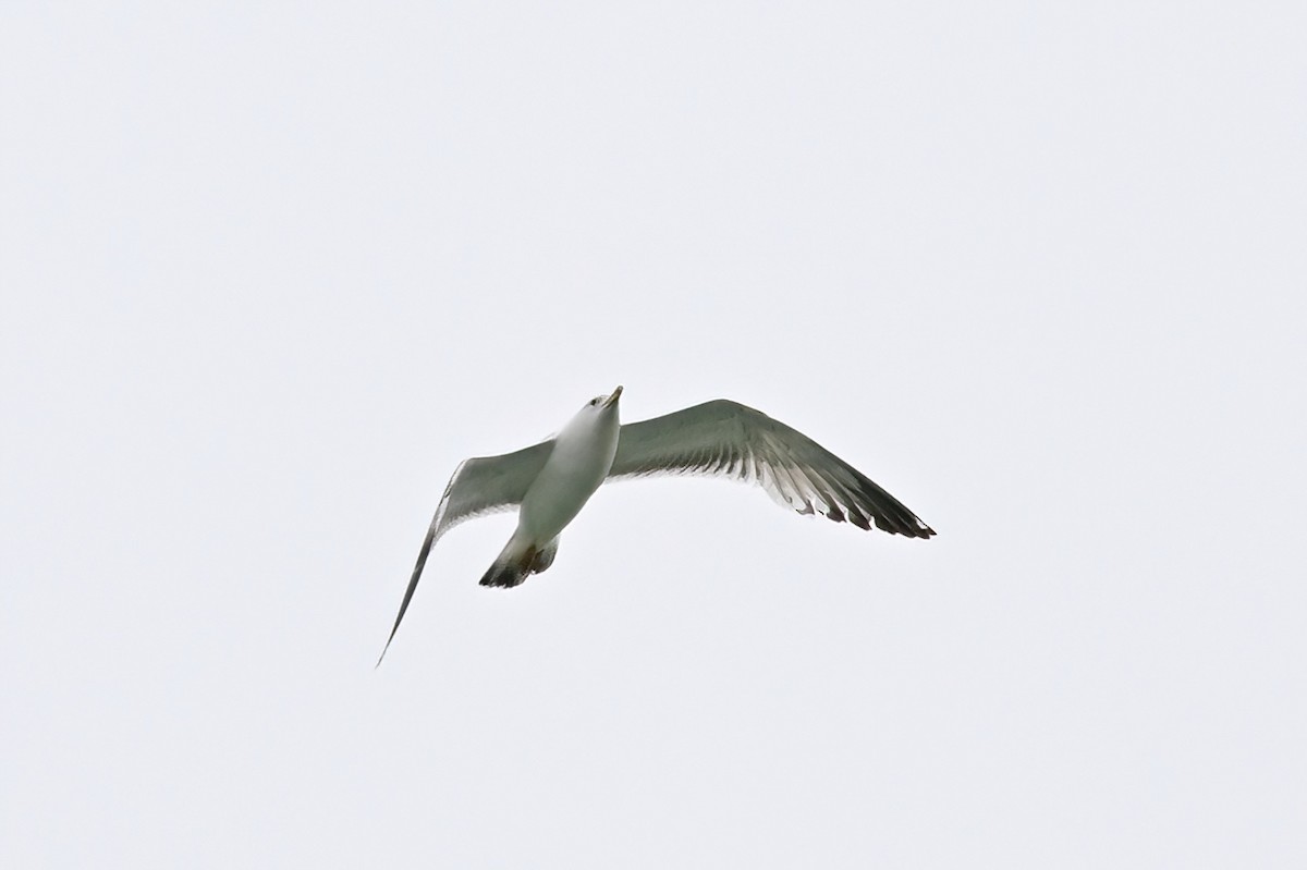 Common Gull - ML637974791