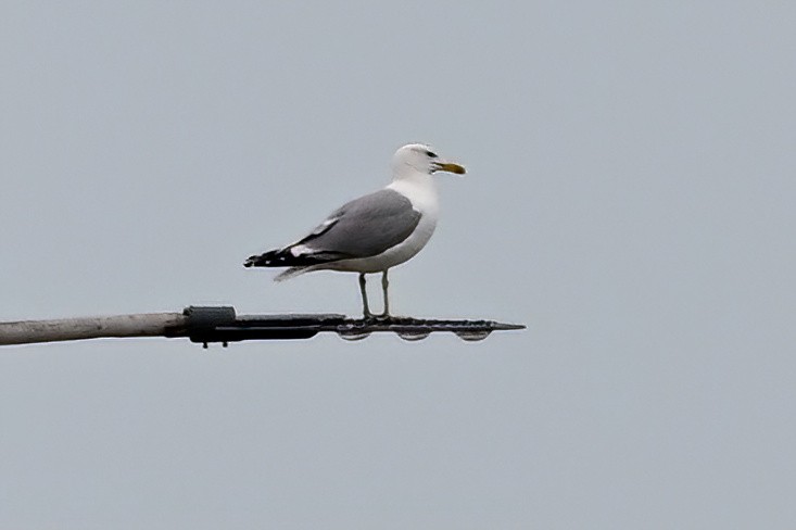 Common Gull - ML637974795