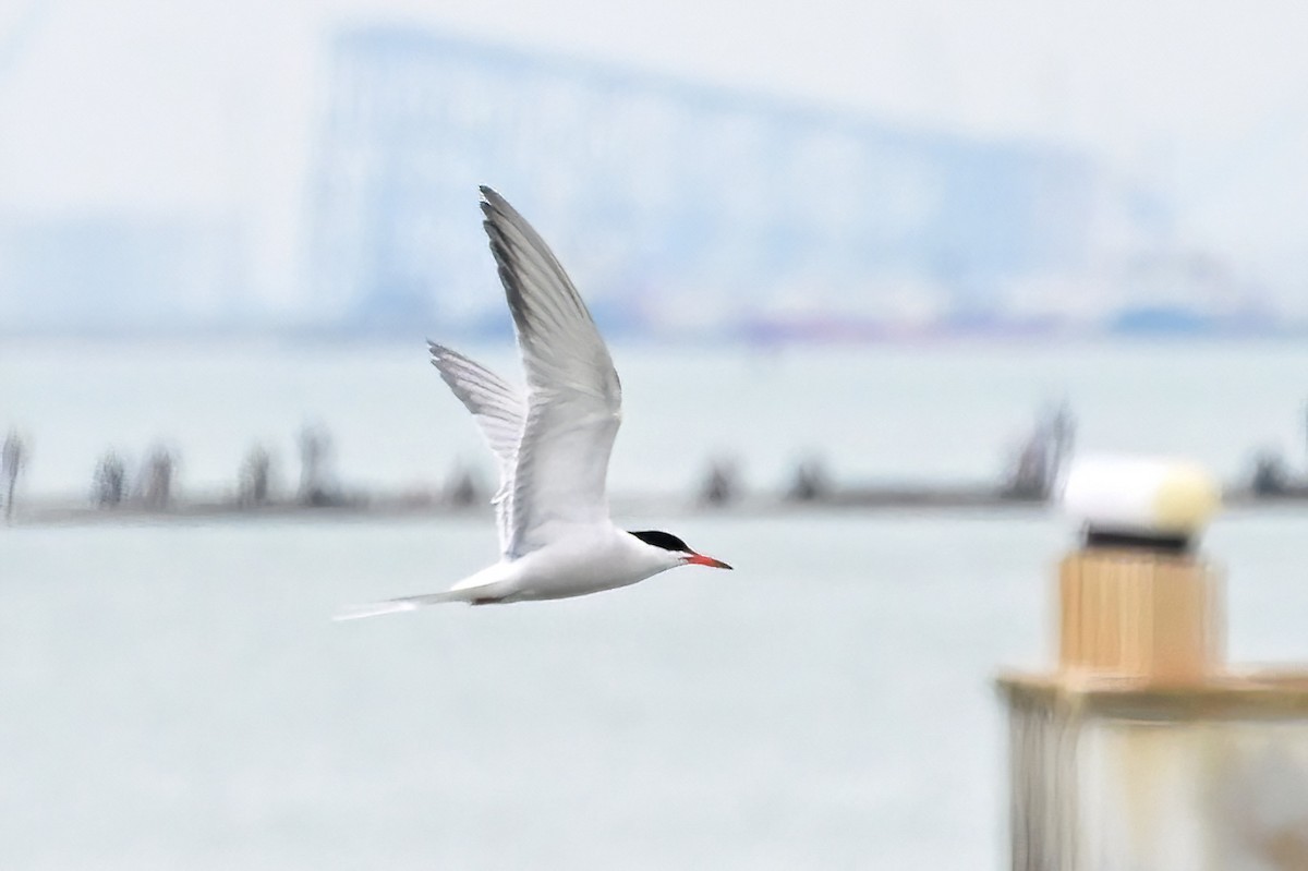 Common Tern - ML637974800