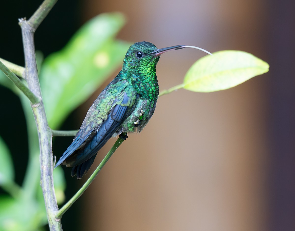 Steely-vented Hummingbird - ML637974824