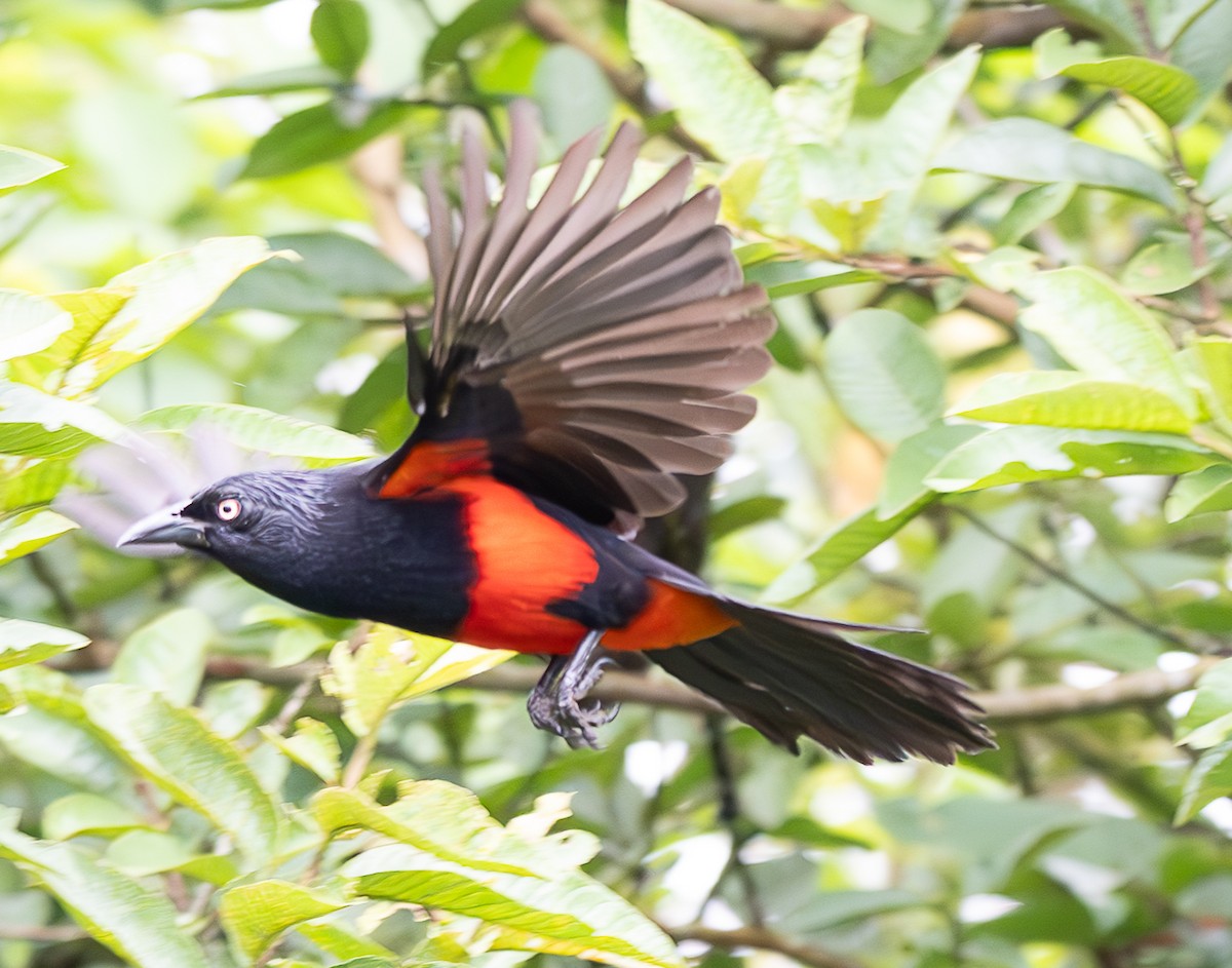 Red-bellied Grackle - ML637974828