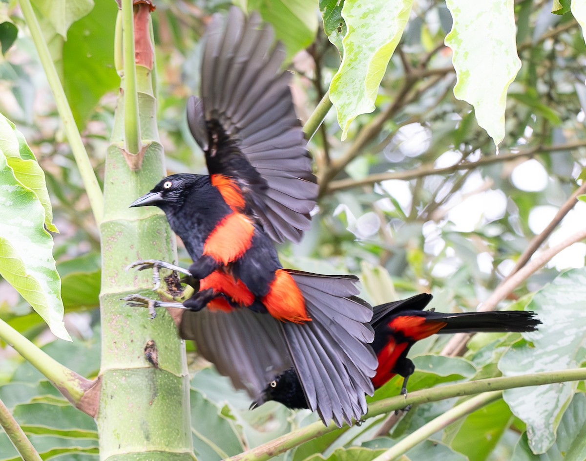 Red-bellied Grackle - ML637974829
