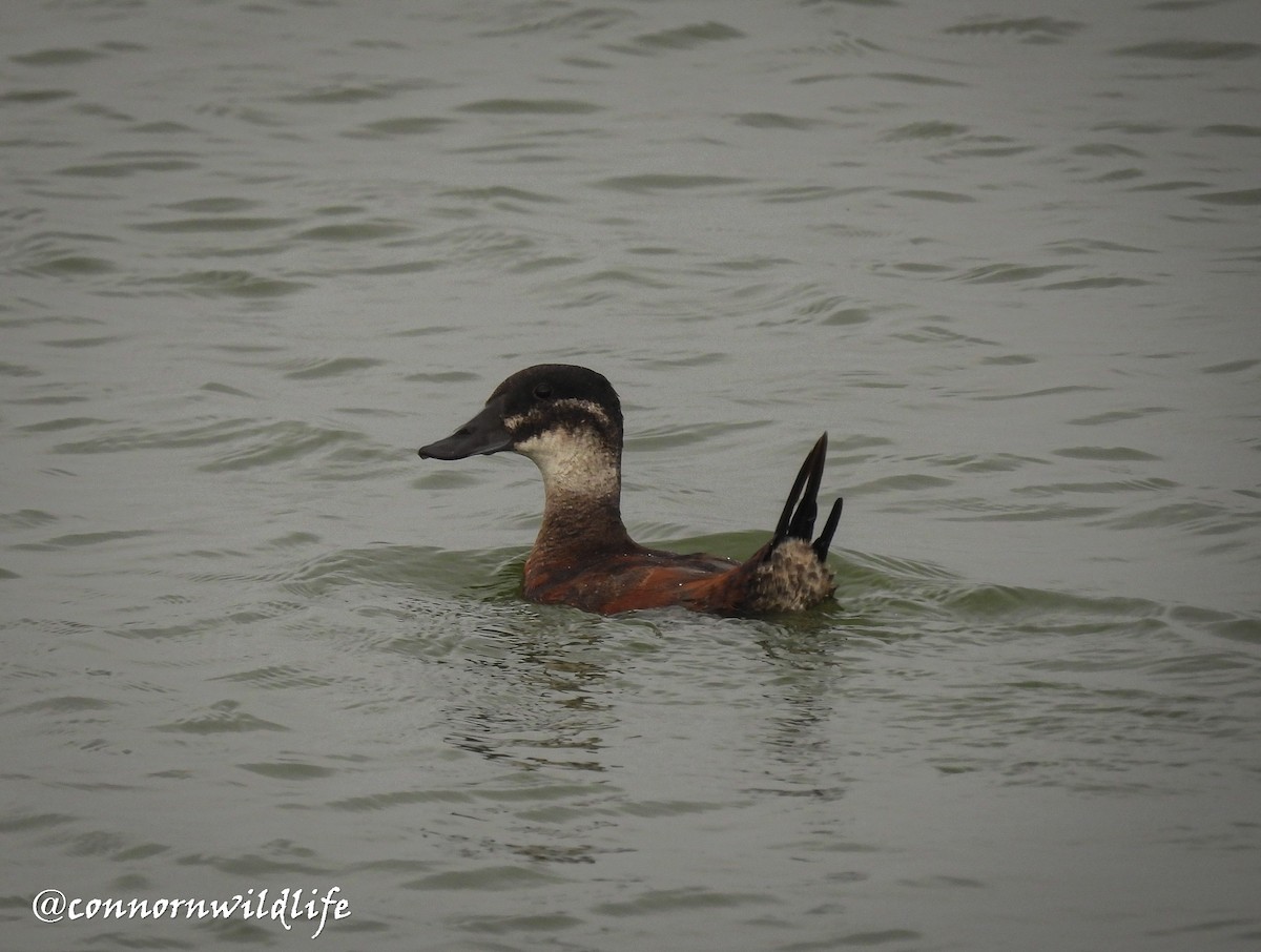 Maccoa Duck - ML637974850