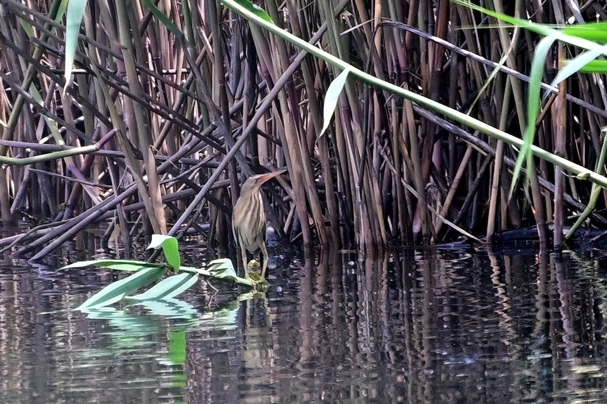Little Bittern - ML637974866