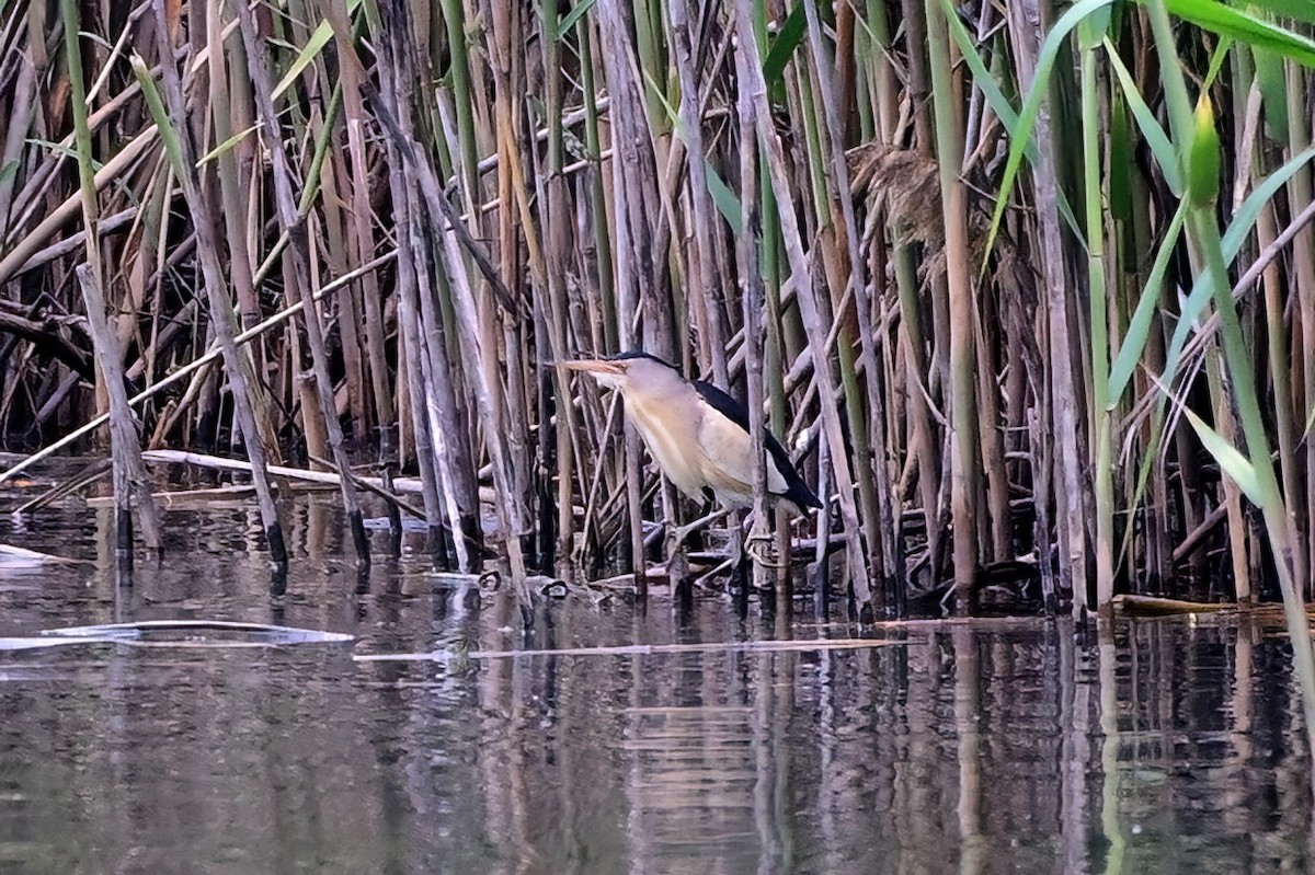 Little Bittern - ML637974873