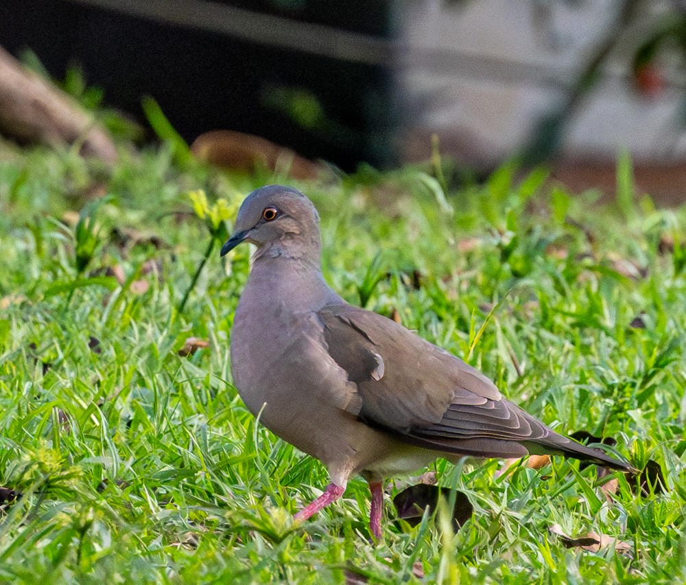 White-tipped Dove - ML637974884