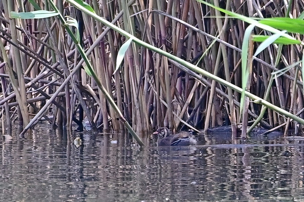 Little Grebe - ML637974909