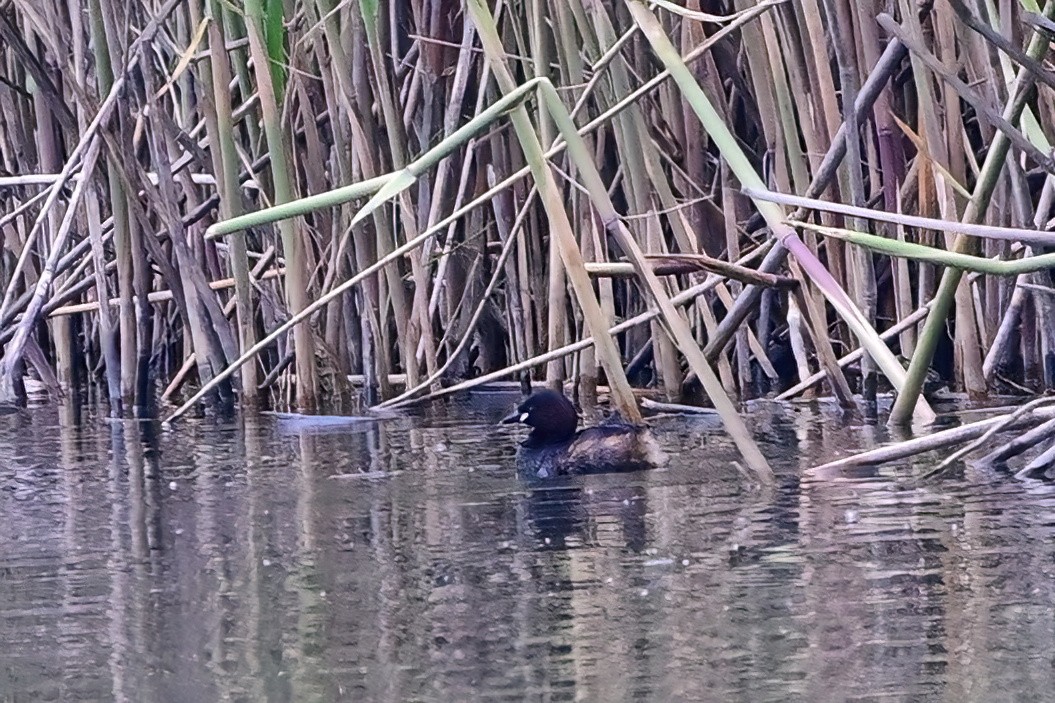 Little Grebe - ML637974924