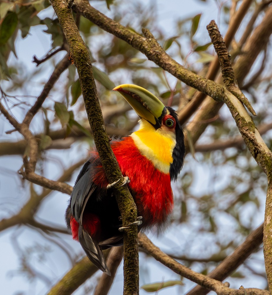 Red-breasted Toucan - ML637974925