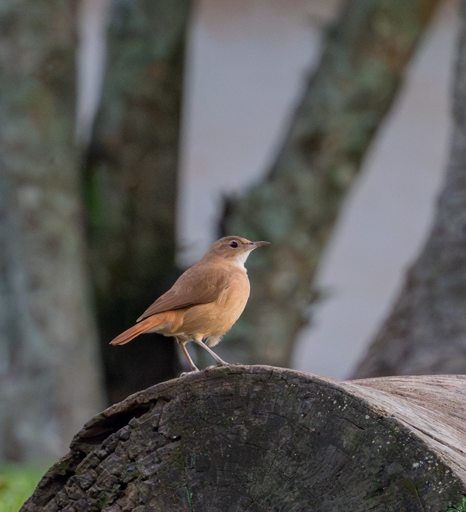 Rufous Hornero - ML637974936