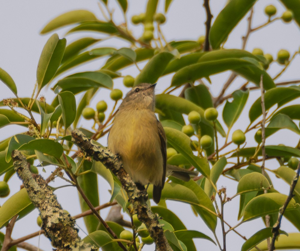 Planalto Tyrannulet - ML637974949