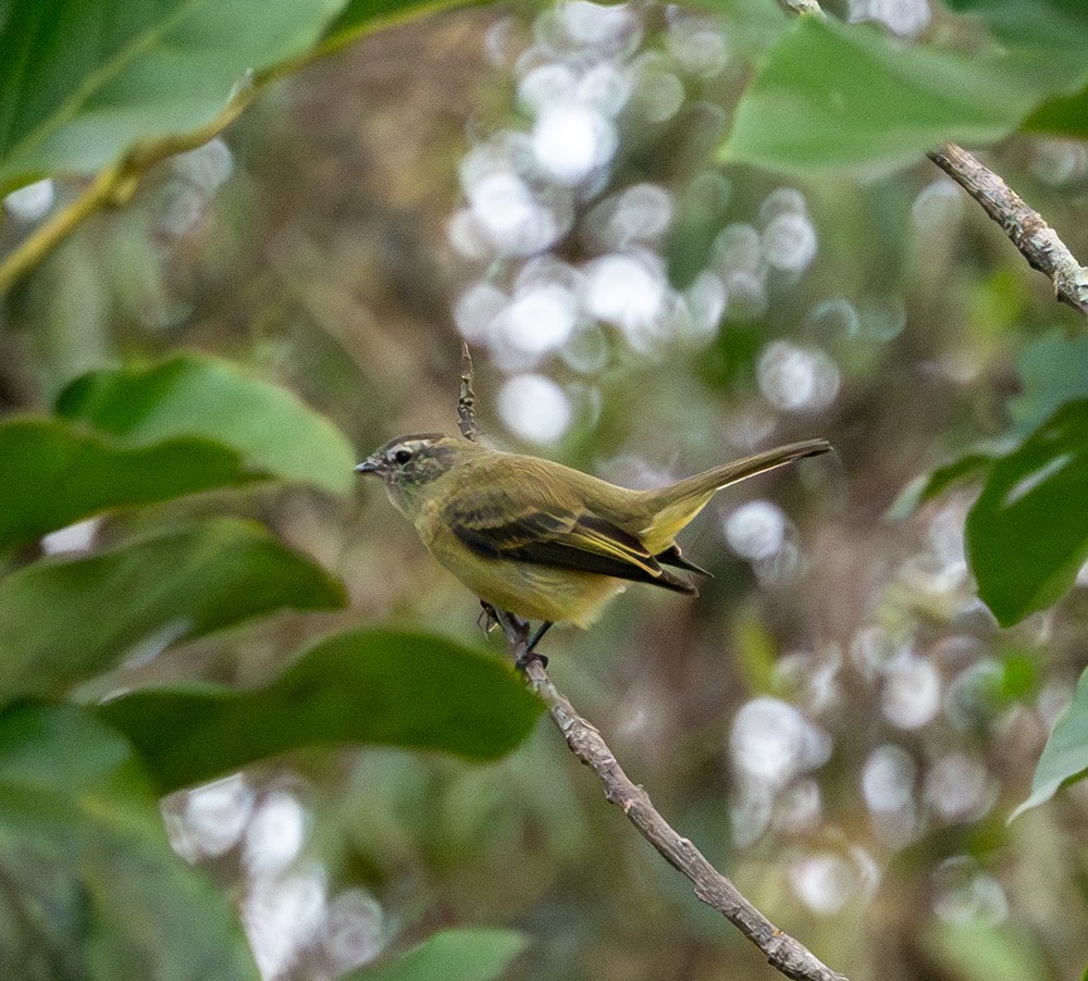 Planalto Tyrannulet - ML637974950