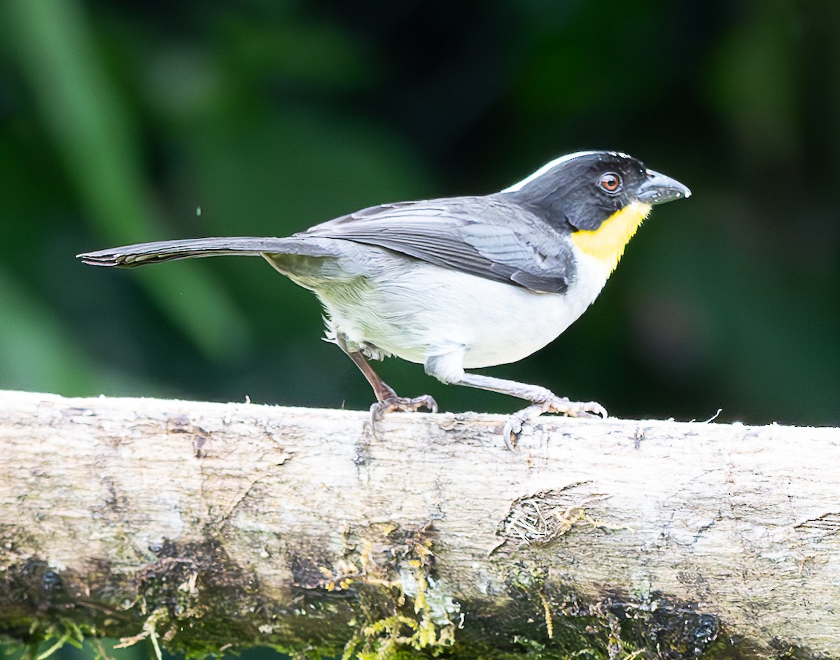 White-naped Brushfinch - ML637974951