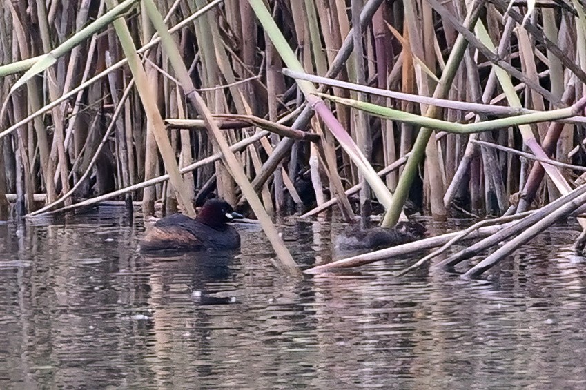 Little Grebe - ML637974952