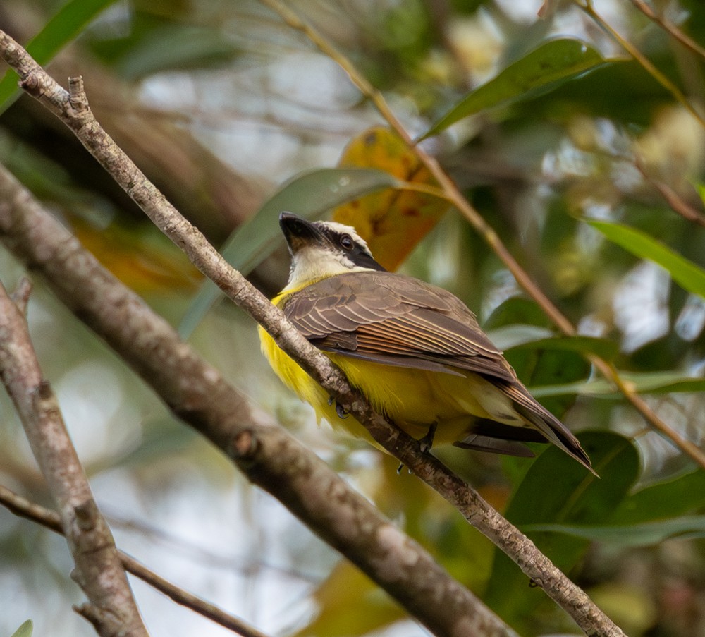 Boat-billed Flycatcher - ML637974956