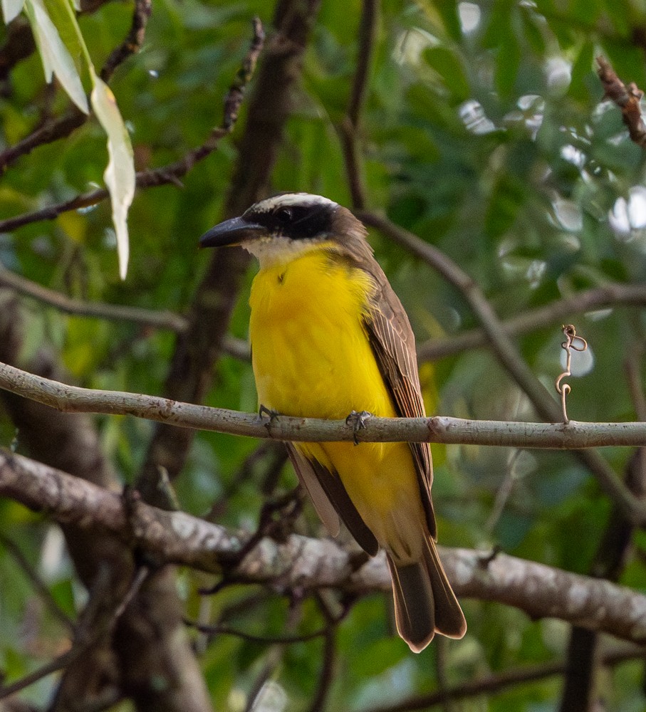 Boat-billed Flycatcher - ML637974957