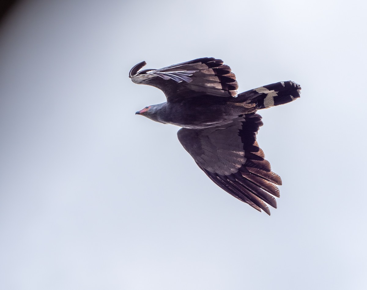 African Harrier-Hawk - ML637974962