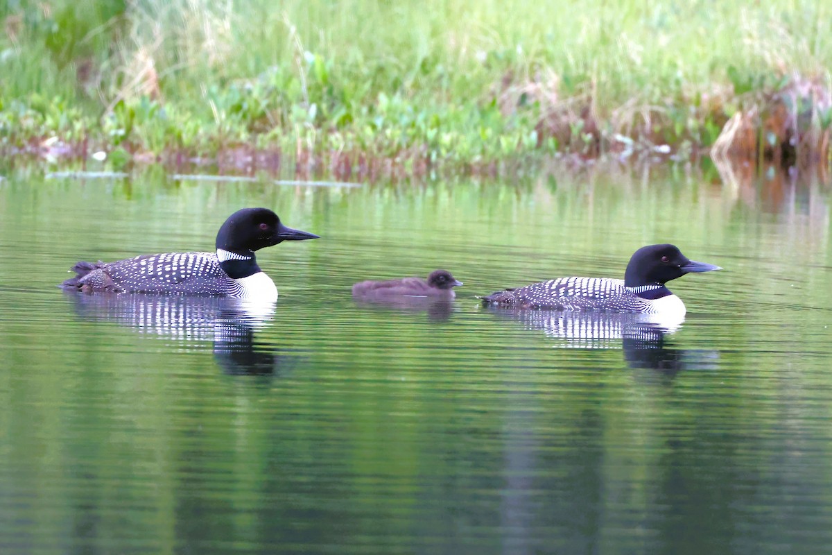 Common Loon - ML637974978