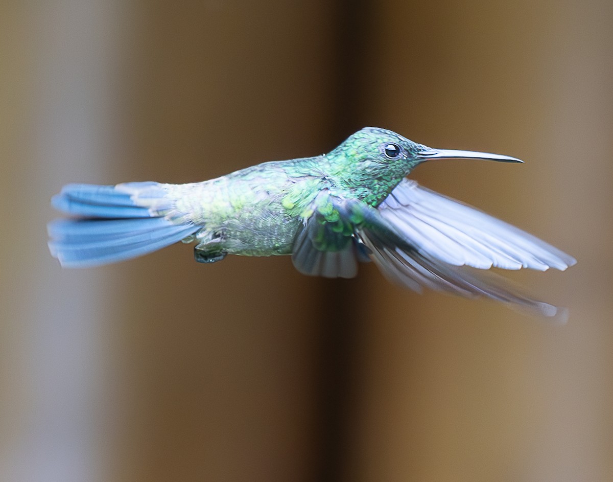 Steely-vented Hummingbird - ML637975009