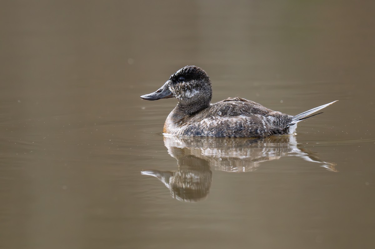 Ruddy Duck - ML637975012