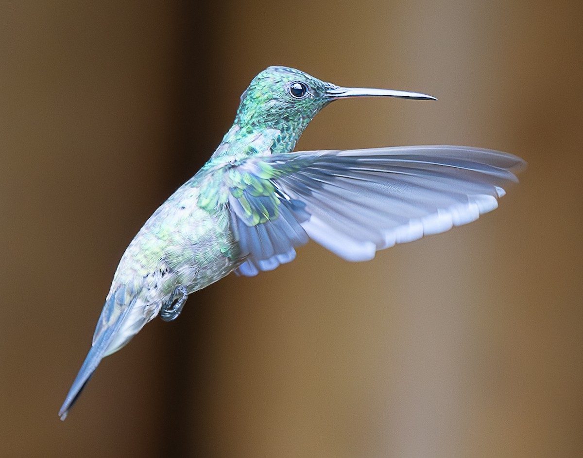 Steely-vented Hummingbird - ML637975016