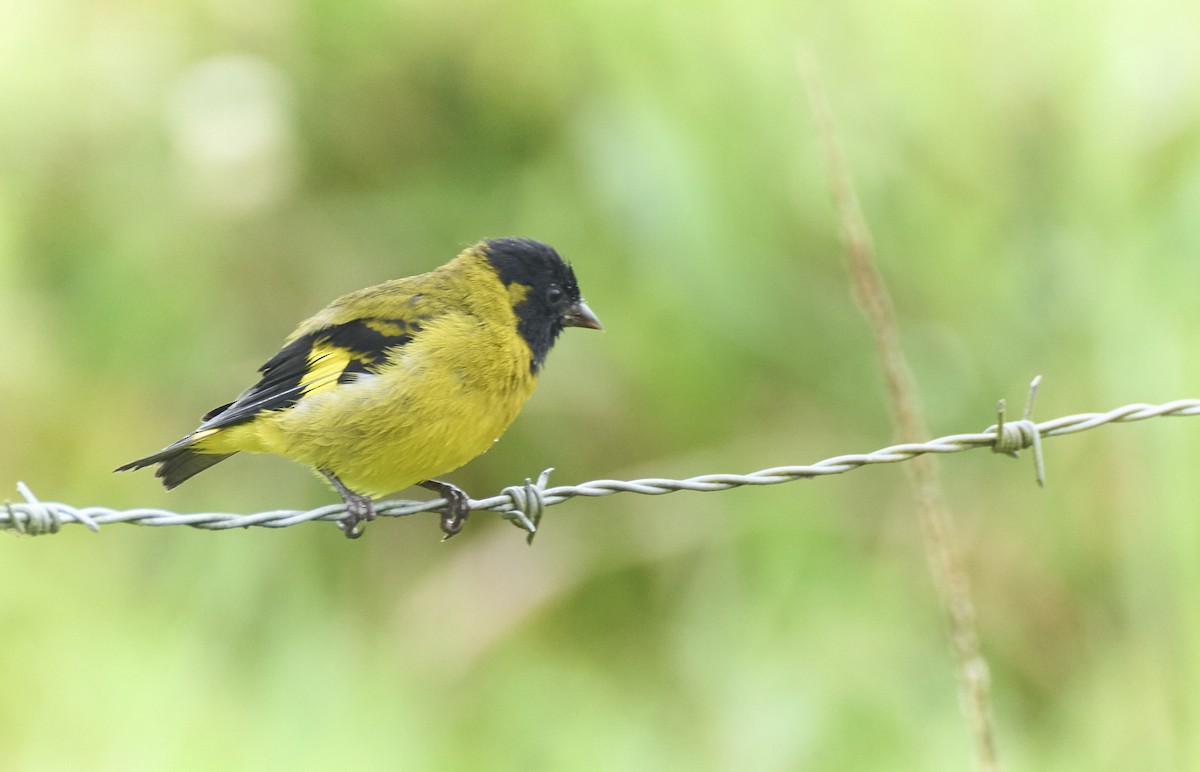 Hooded Siskin - ML637975076