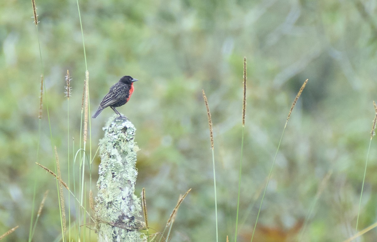 Red-breasted Meadowlark - ML637975087