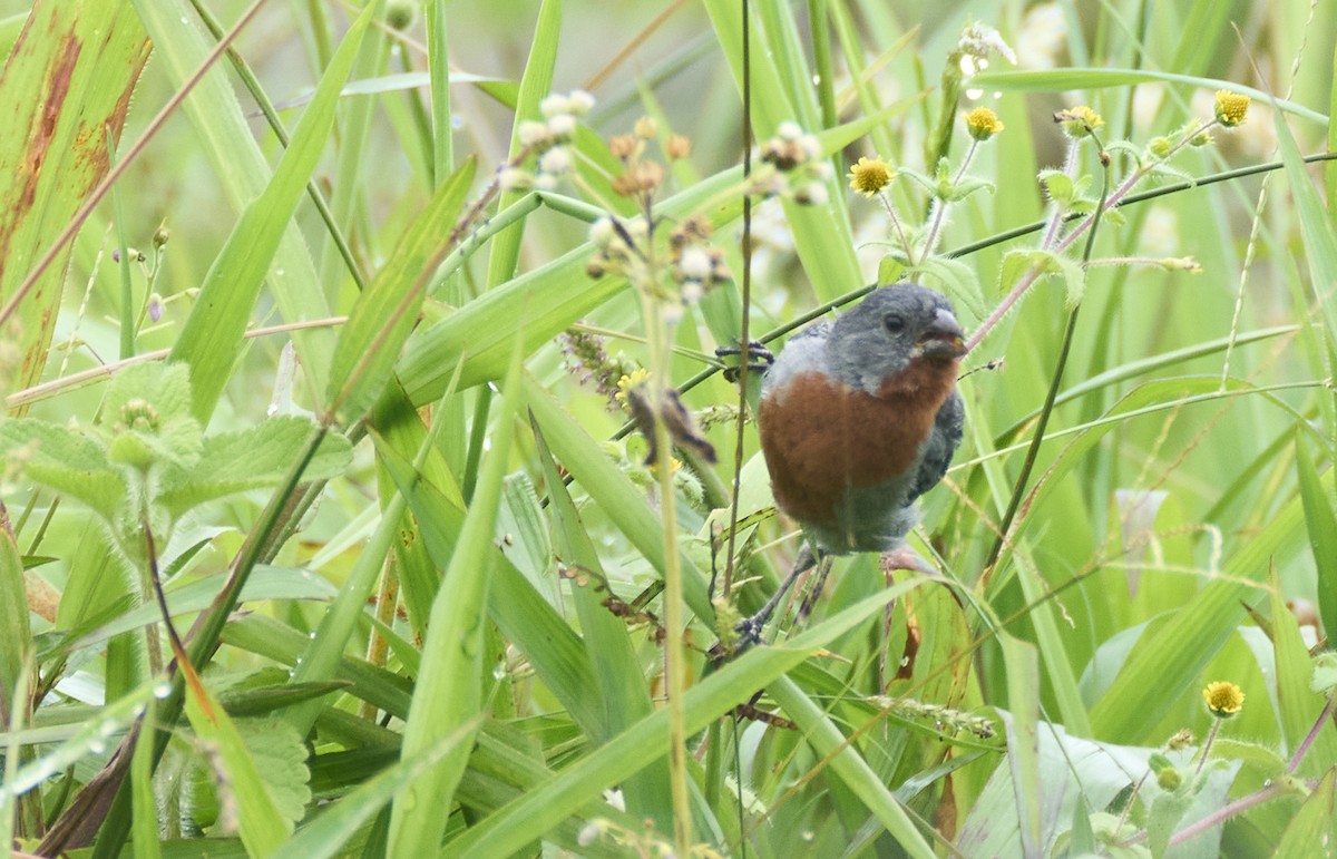 Chestnut-bellied Seedeater - ML637975113