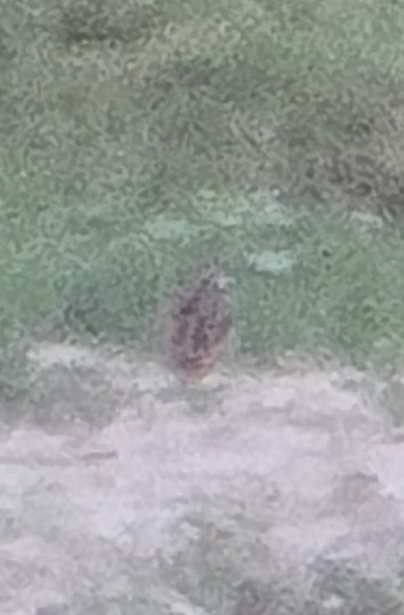 Rain Quail - ML637975119