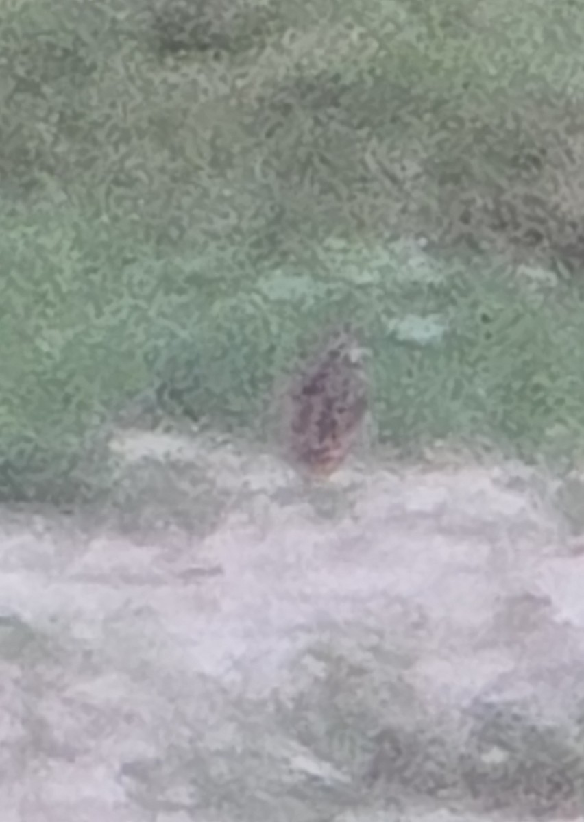 Rain Quail - ML637975120