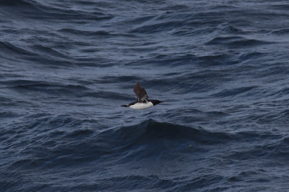Common Murre - ML637975135
