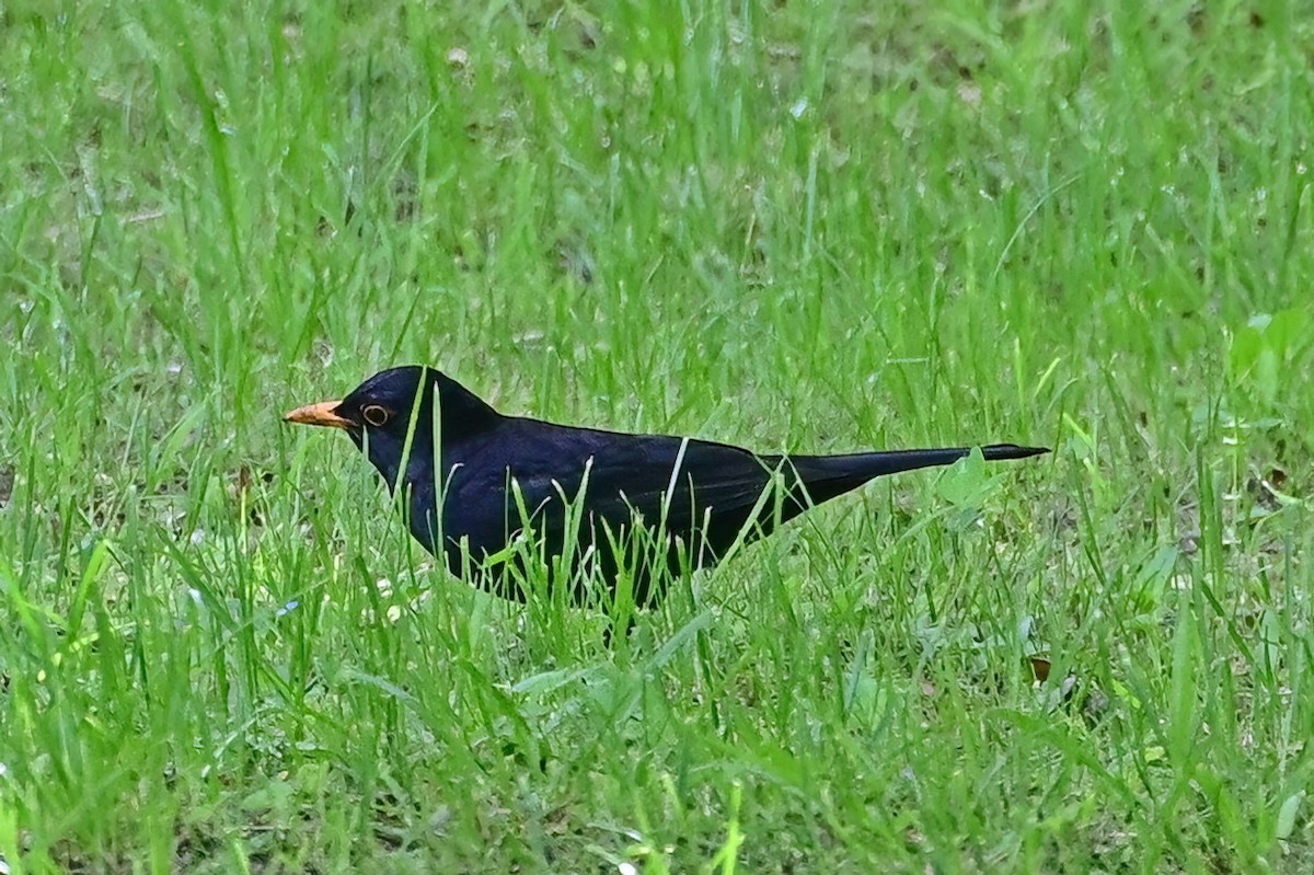 Eurasian Blackbird - ML637975144