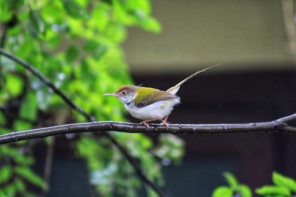 Common Tailorbird - ML637975148