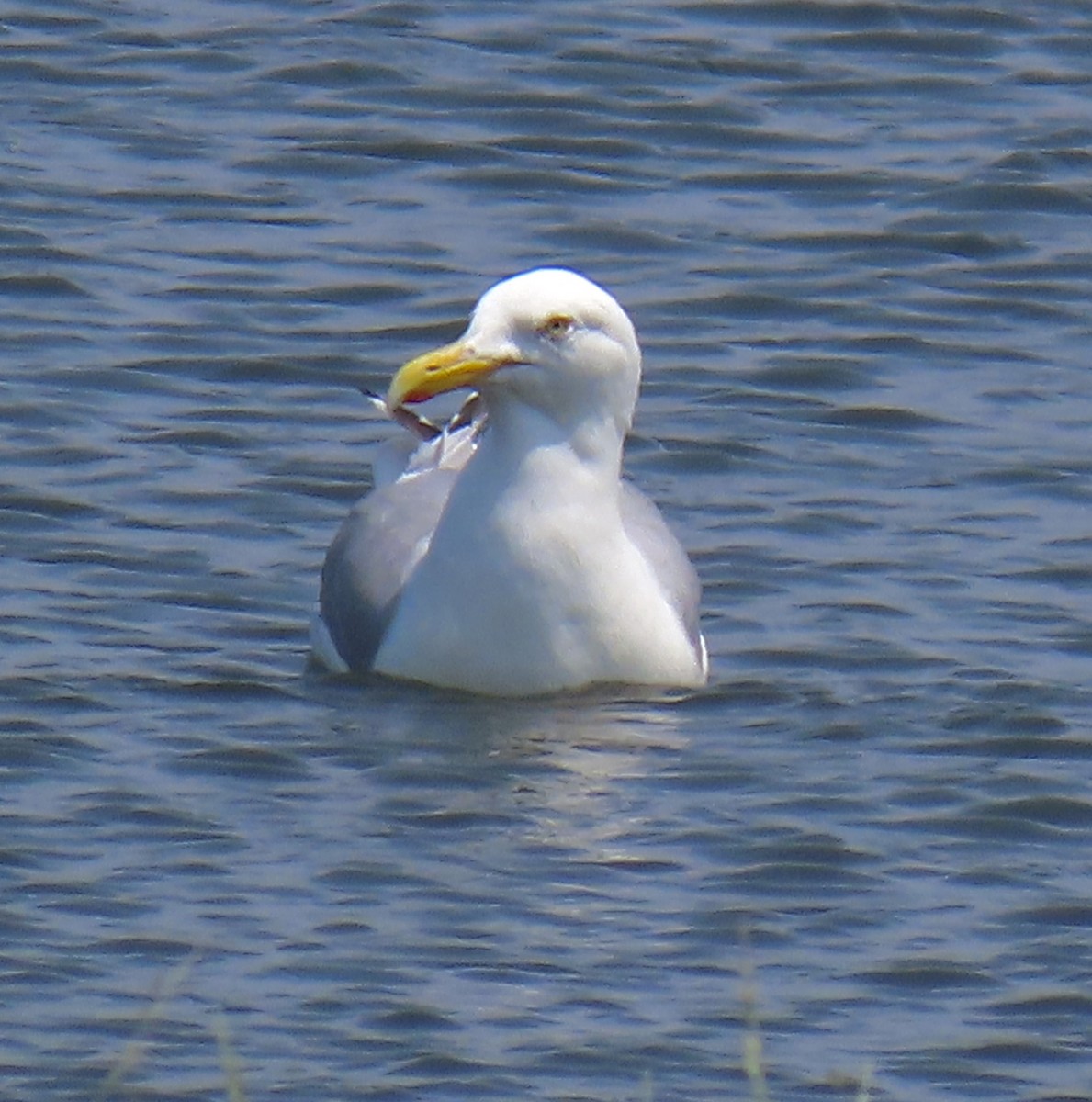 American Herring Gull - ML637975149