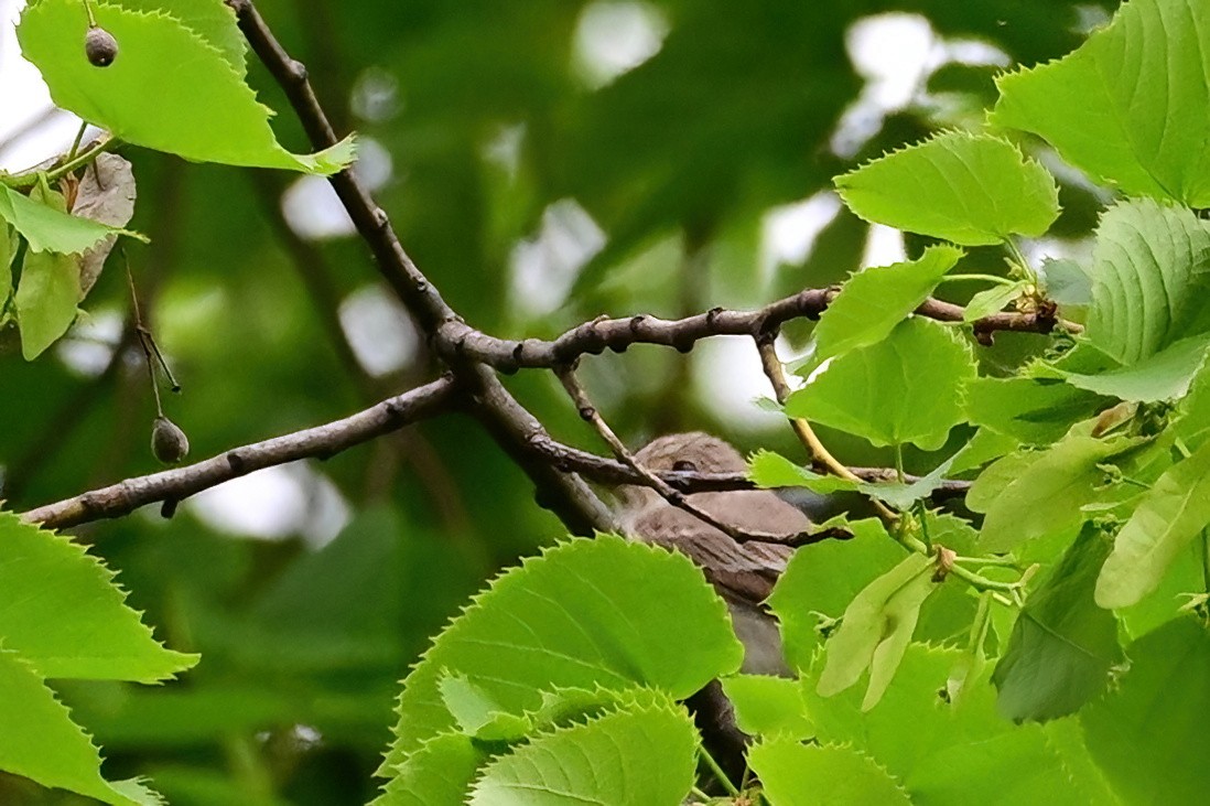 Spotted Flycatcher - ML637975154