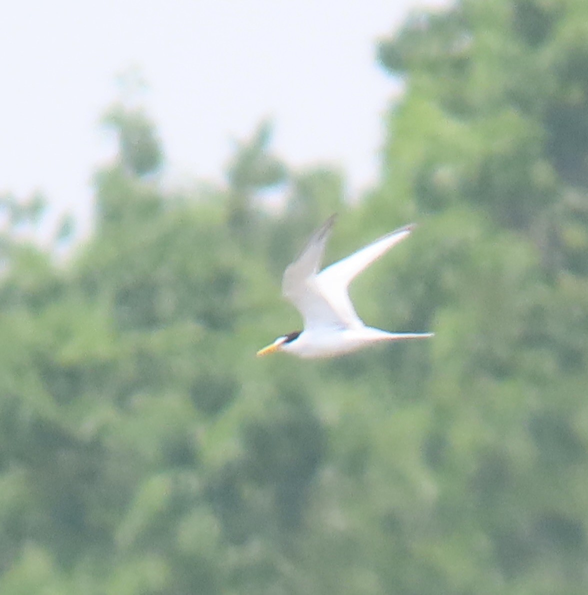 Least Tern - ML637975157