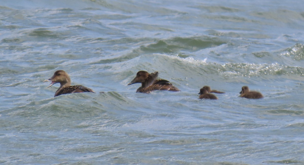Common Eider - ML637975202