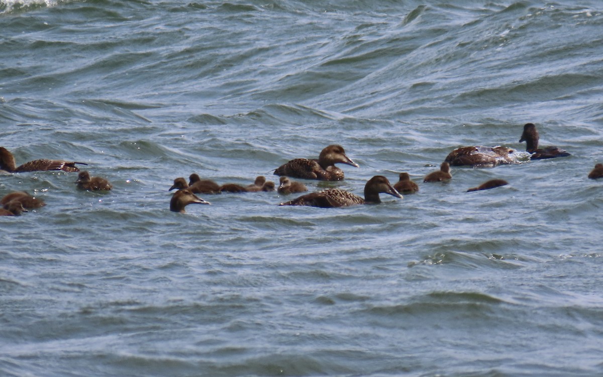 Common Eider - ML637975203