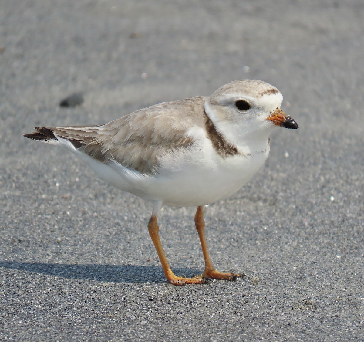 Piping Plover - ML637975206