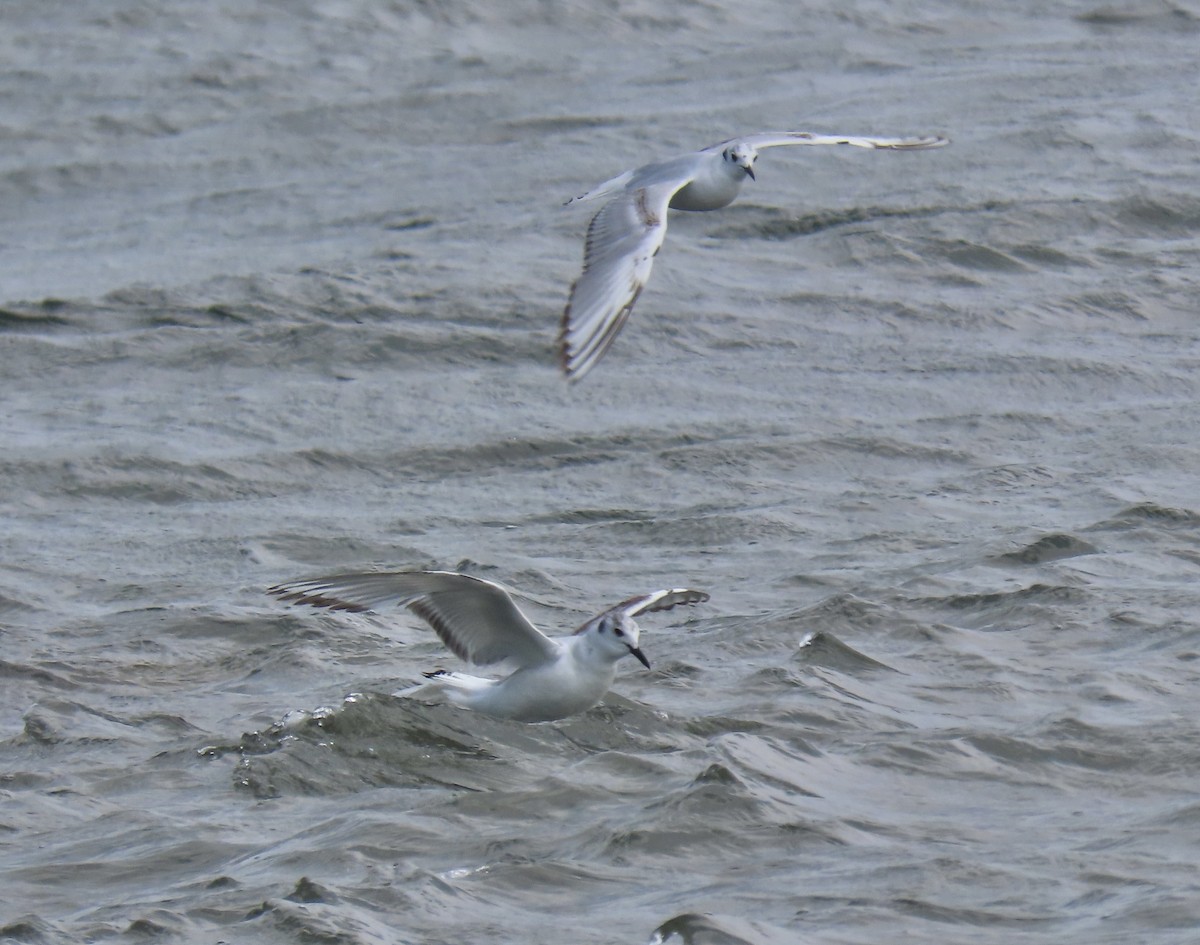 Bonaparte's Gull - ML637975207