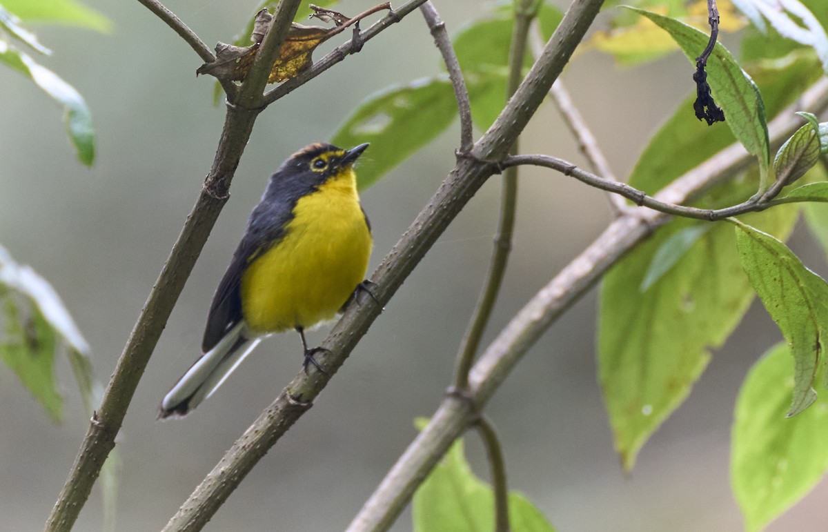 Spectacled Redstart - ML637975209
