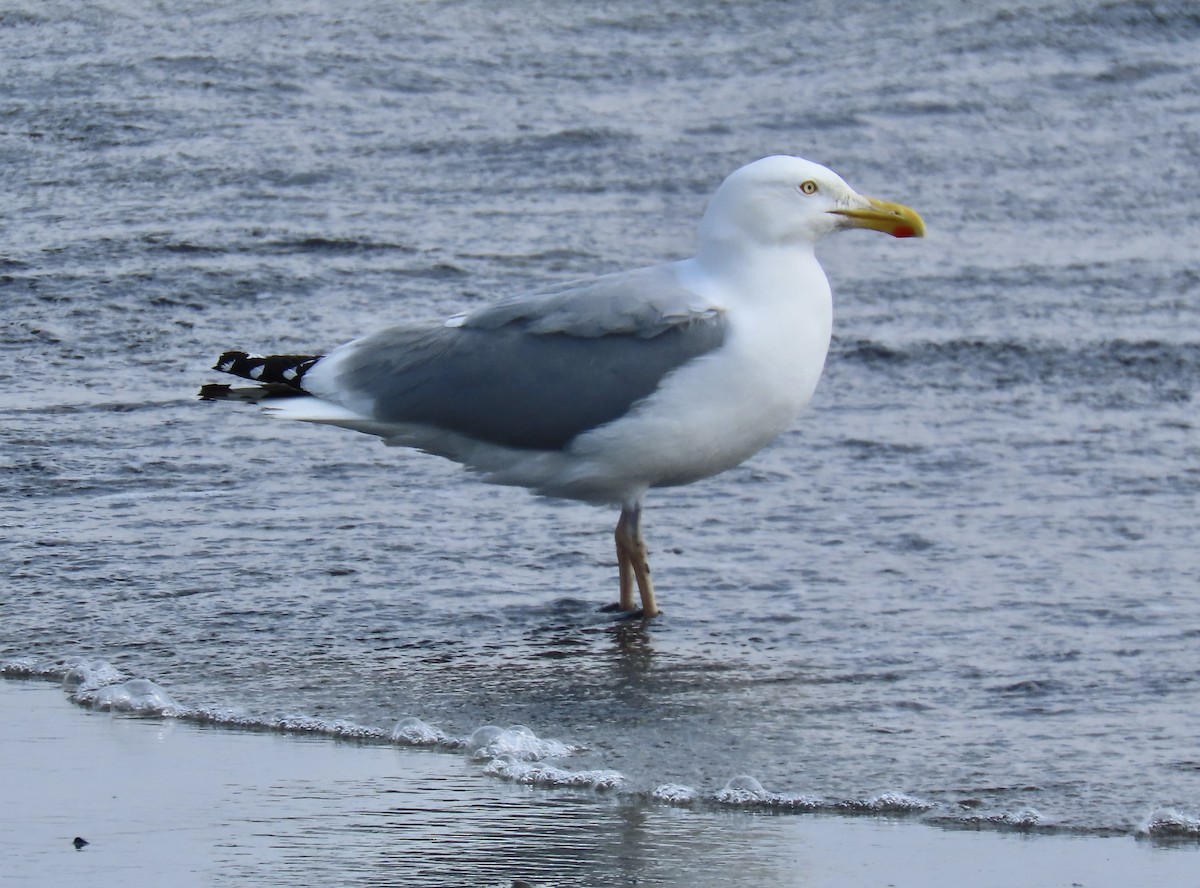American Herring Gull - ML637975233