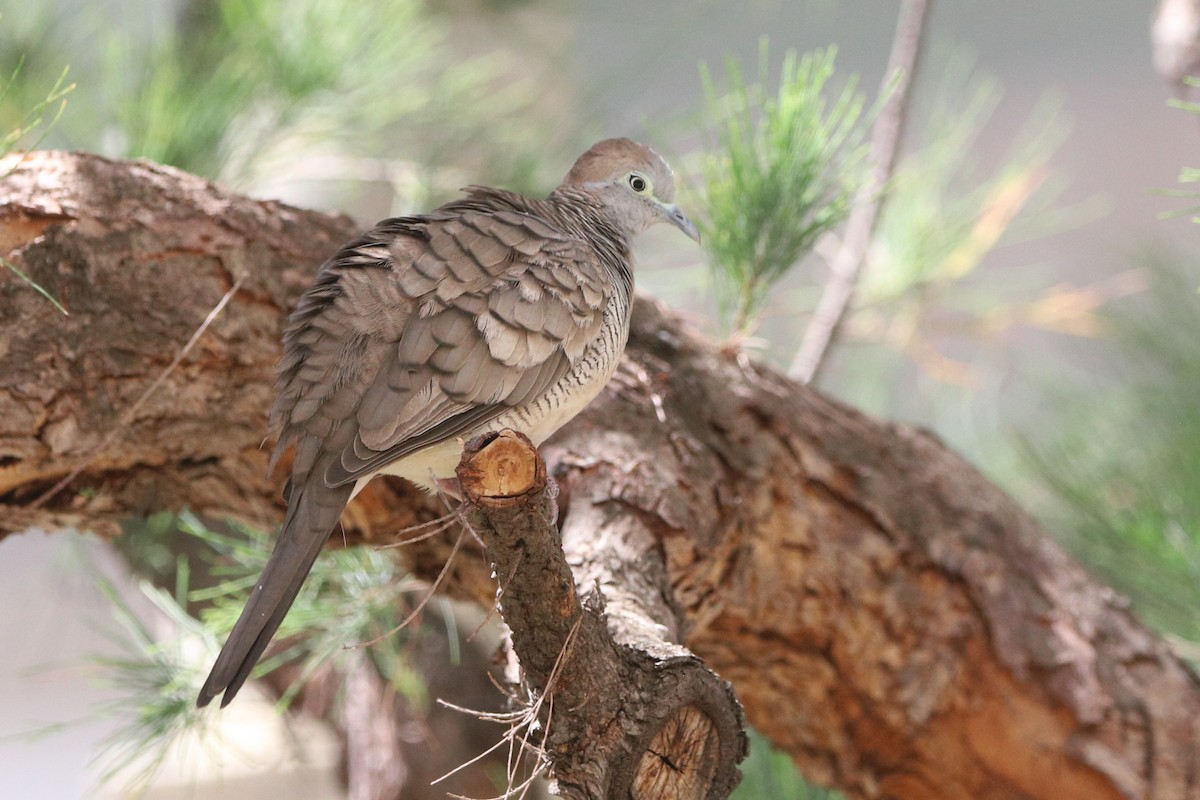 Zebra Dove - ML637975238