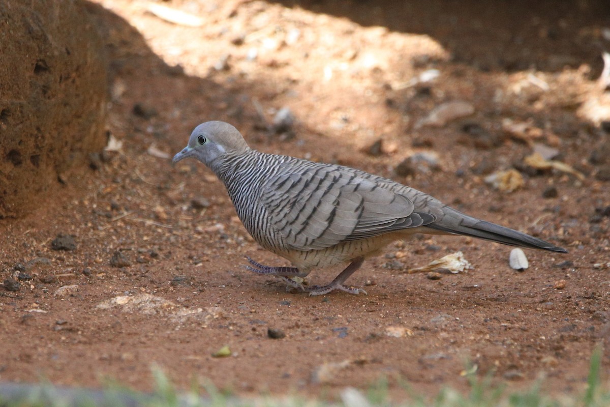 Zebra Dove - ML637975239