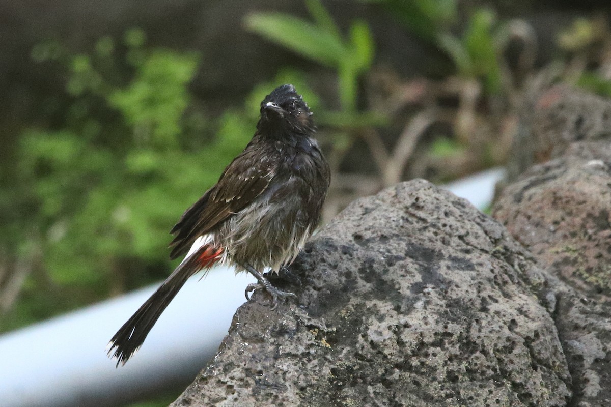 Bulbul ipurgorria - ML637975245