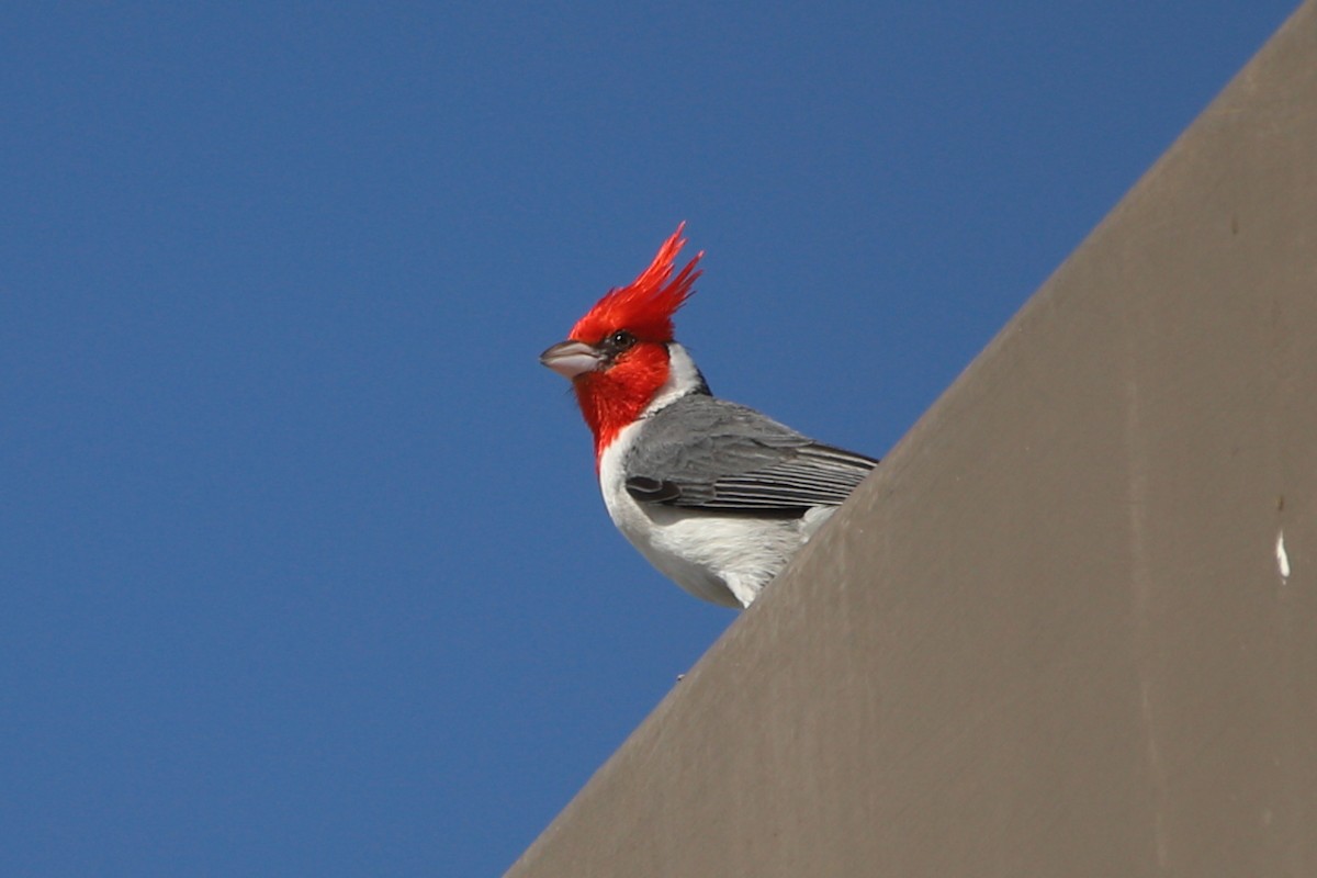 Red-crested Cardinal - ML637975247