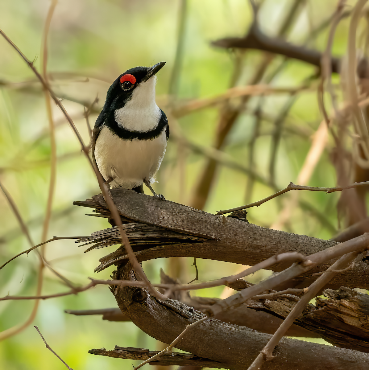 Black-throated Wattle-eye - ML637975248